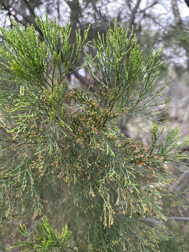 black cypress-pine (Callitris endlicheri)