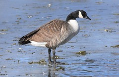 Branta canadensis