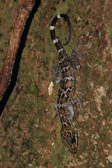 Cyrtodactylus