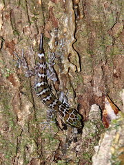 Cyrtodactylus