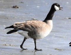 Branta hutchinsii