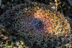 Mammillaria mystax
