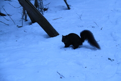 Sciurus carolinensis