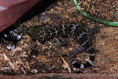 Cyrtodactylus