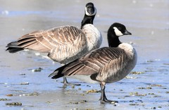 Branta hutchinsii