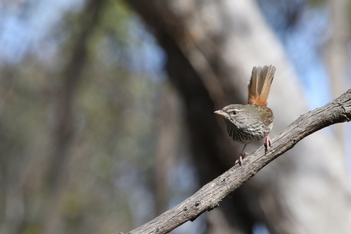 Chestnut-rumped Heathwren (Hylacola pyrrhopygia), photo 5