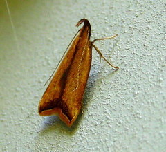 Dichomeris heriguronis