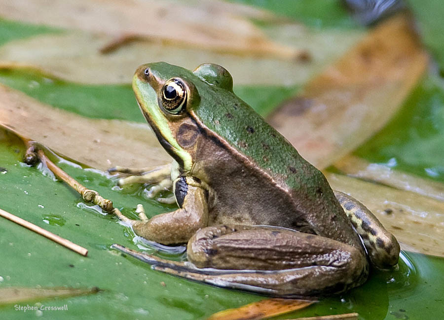 Vaillant's Frog