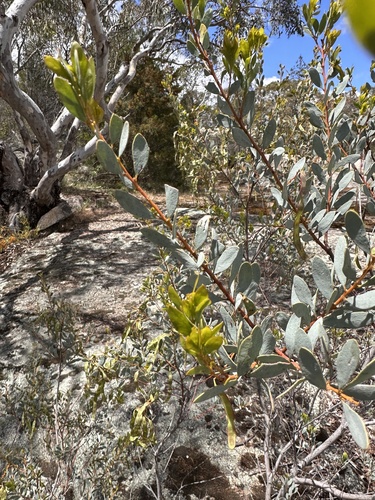 box-leaved wattle (Acacia buxifolia)