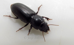 Paramecus cylindricus