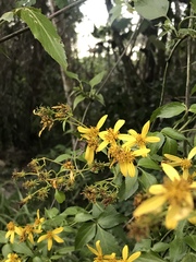Bidens reptans