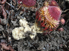 Langsdorffia hypogaea