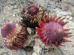 Langsdorffia hypogaea