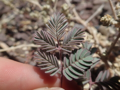 Hoffmannseggia doellii