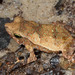Pará Toad - Photo (c) Stephen Cresswell, some rights reserved (CC BY-NC-ND), uploaded by Stephen Cresswell