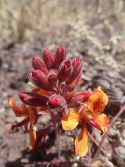 Hoffmannseggia doellii