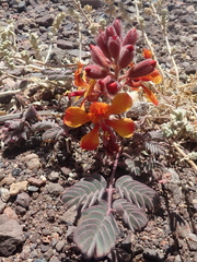 Hoffmannseggia doellii