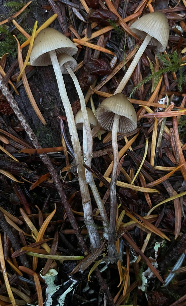 Psilocybe pelliculosa · November 2025 · photo: © mswiseman (iNaturalist, cc-by)