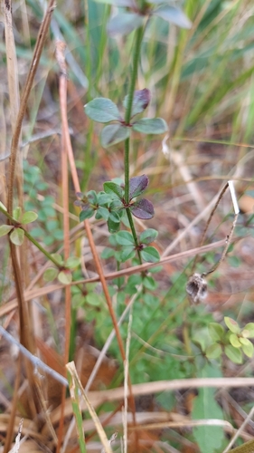 Hairy bedstraw (Galium pilosum)