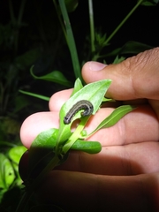 Insecta