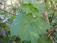 Begonia reniformis