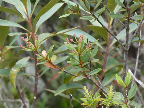 Pancheria alaternoides observed 2025-10-26