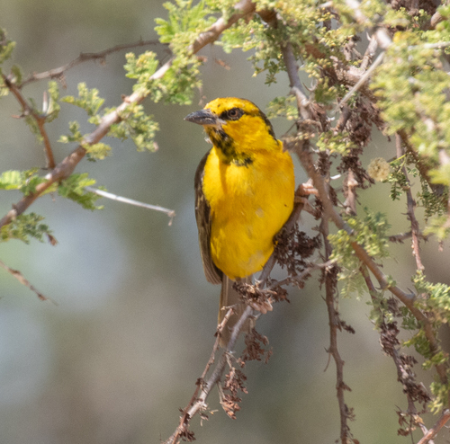 Black-necked Weaver (Ploceus nigricollis), photo 5