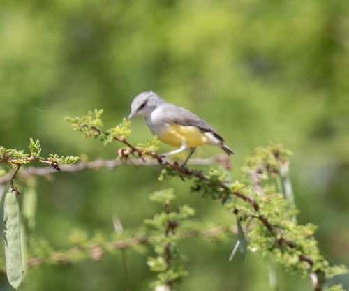 Yellow-bellied Eremomela (Eremomela icteropygialis), photo 2