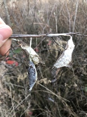 Callosamia promethea