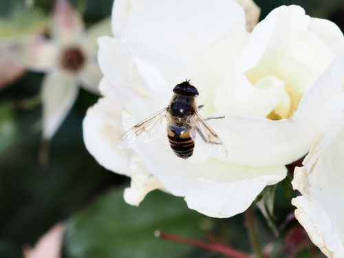 Unknown species found near Hampton, NH, USA