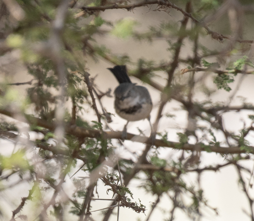 Banded Parisoma (Curruca boehmi), photo 5