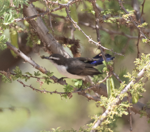 Eastern Violet-backed Sunbird (Anthreptes orientalis), photo 2