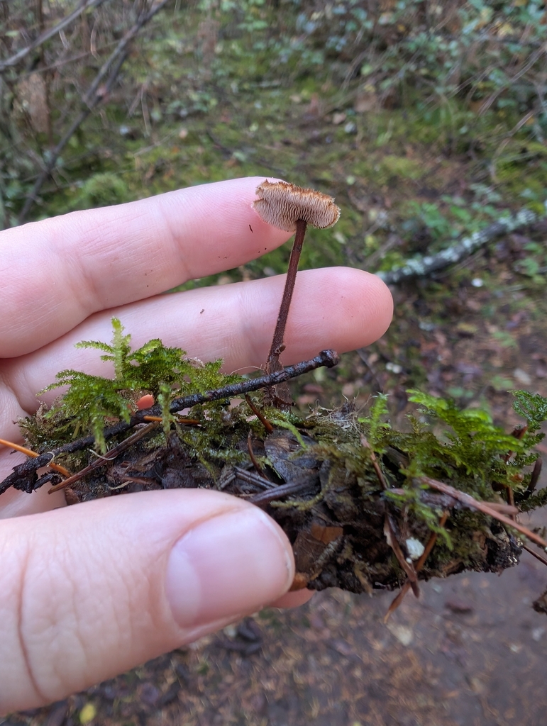 Auriscalpium vulgare · November 2025 · photo: © simonele (iNaturalist, cc-by)