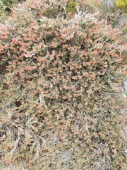 Adenanthos cuneatus