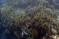 Millepora platyphylla