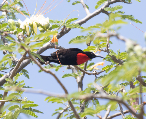 Hunter's Sunbird (Chalcomitra hunteri), photo 2
