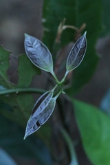 author not stated, no rights reserved Sabia limoniacea, photograph author not stated, no rights reserved