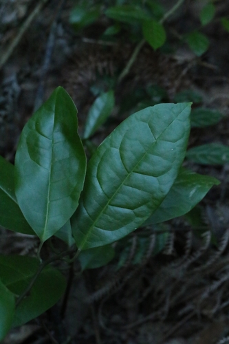 Sabia limoniacea, photograph 2