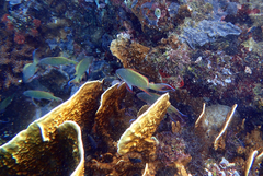 Pseudanthias huchtii