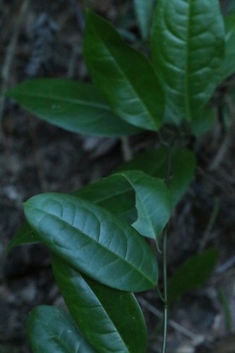 Sabia limoniacea, photograph 3