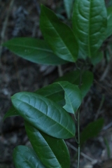 author not stated, no rights reserved Sabia limoniacea, photograph author not stated, no rights reserved