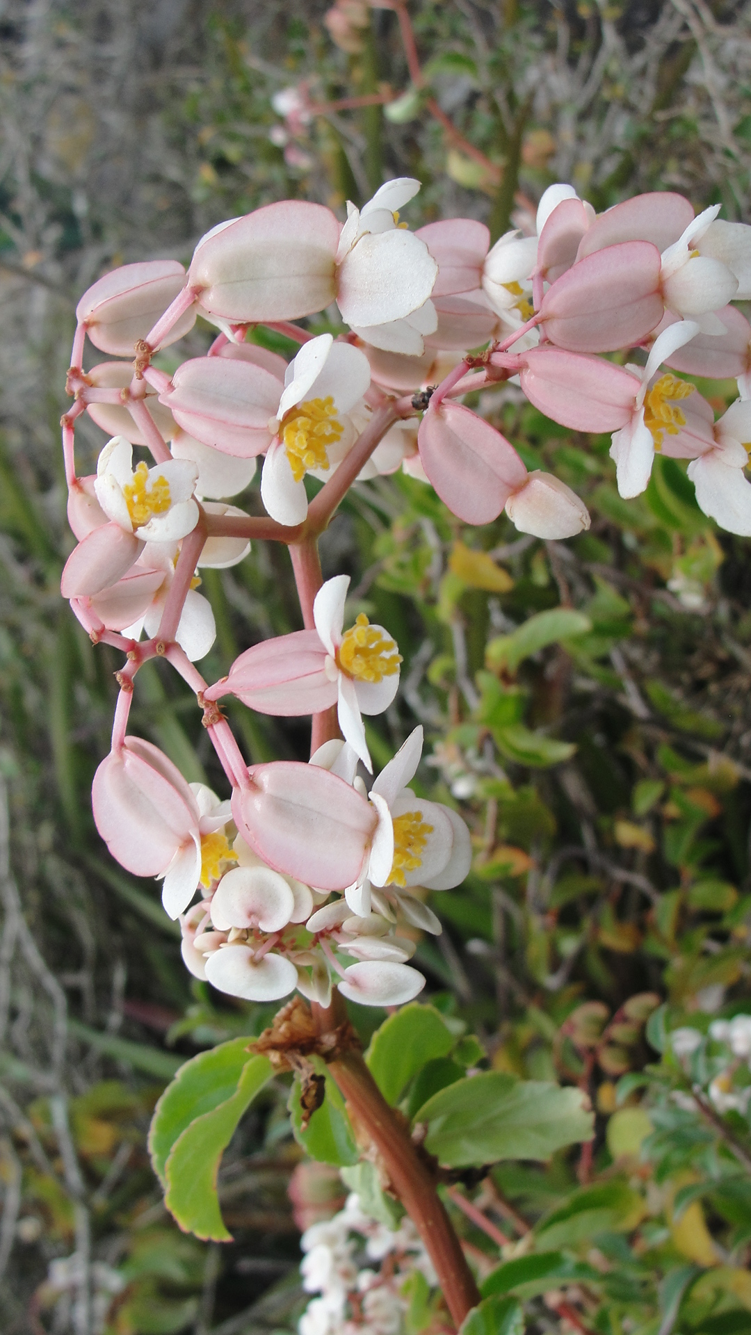Begonia saxicola