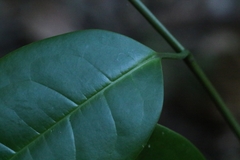 author not stated, no rights reserved Sabia limoniacea, photograph author not stated, no rights reserved