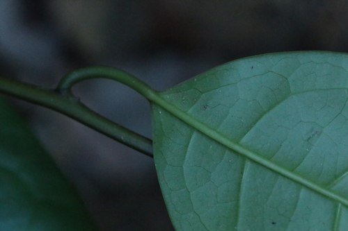 Sabia limoniacea, photograph 5