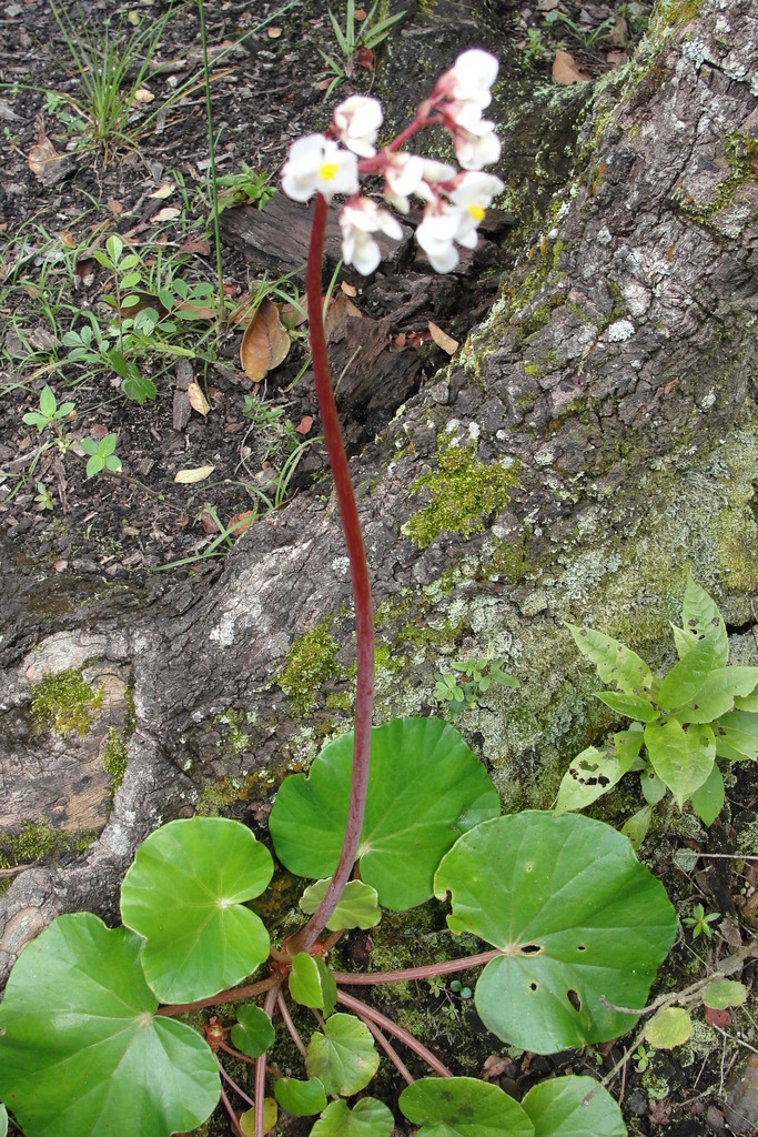Tetrachia