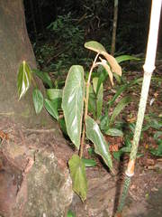 Begonia lealii