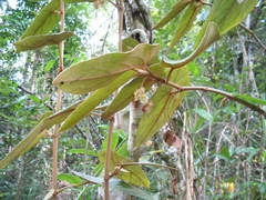 Begonia lealii