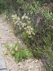 Anigozanthos flavidus