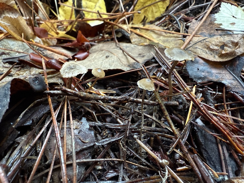 Dendrocollybia racemosa