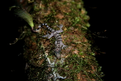 Cyrtodactylus consobrinus